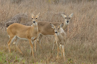 Wild Animals