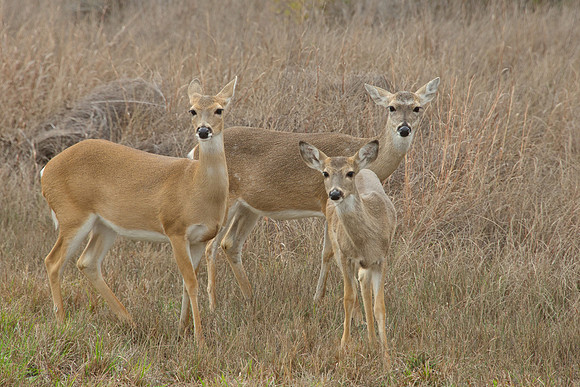 Texas Whitetail Doe Family