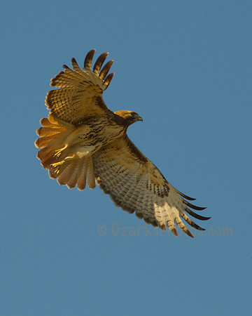 Red-tailed Hawk in Flight