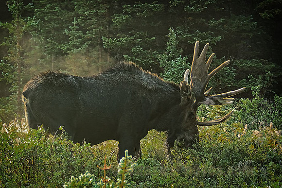 Bull Moose in the Early Morning Sun