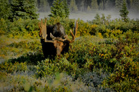 Wild Animals