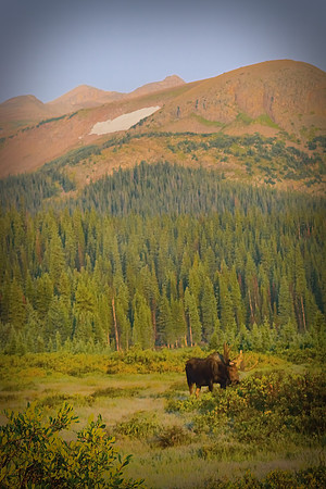 Shiras Bull Moose in the Mountains