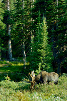 Wild Animals
