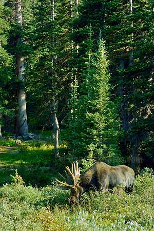 Shiras Bull Moose in his Habitat