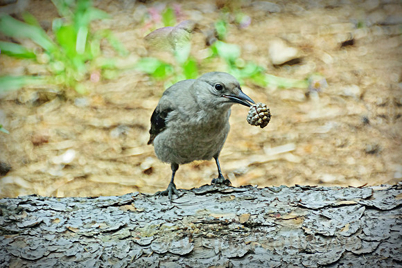 Juvenile Clarks Nutcracker with a prize!