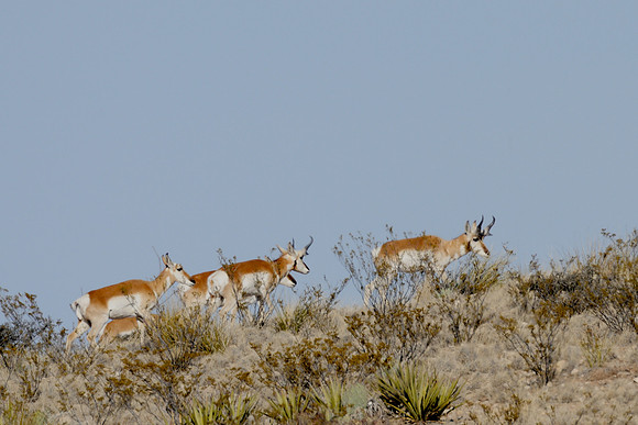 Skylined Pronghorn Antelopes