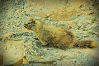 Wild Animals