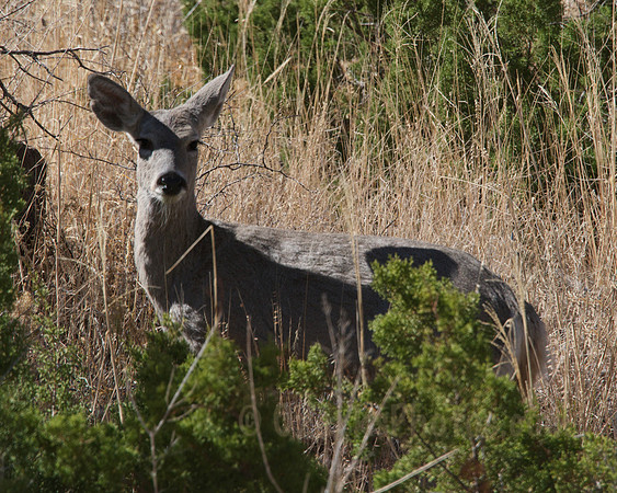 Carmen Deer, doe