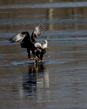 Ice Dining Eagles