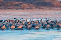 Sandhill Cranes