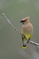 Small Birds