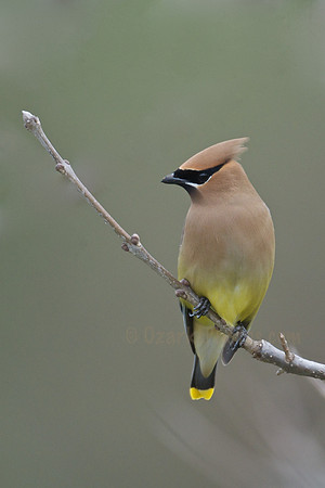 Cedar Waxwing