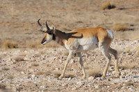 Wild Animals