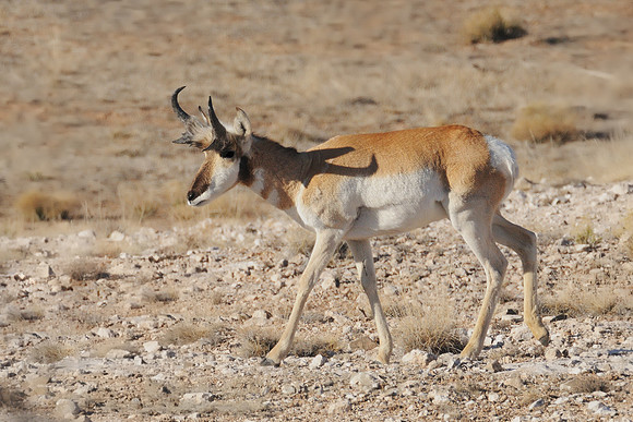 Prize Pronghorn Antelope Buck