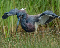 Larger Birds