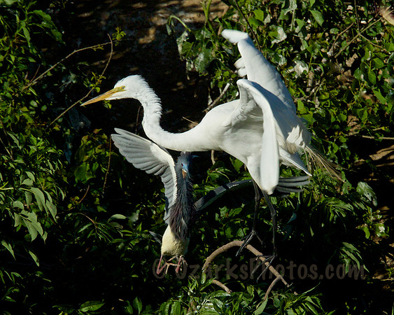 tricolored heron asking "how do I get around this egret?"