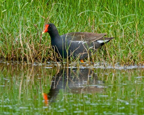 Common Gallinule Feeding along Pond Bank