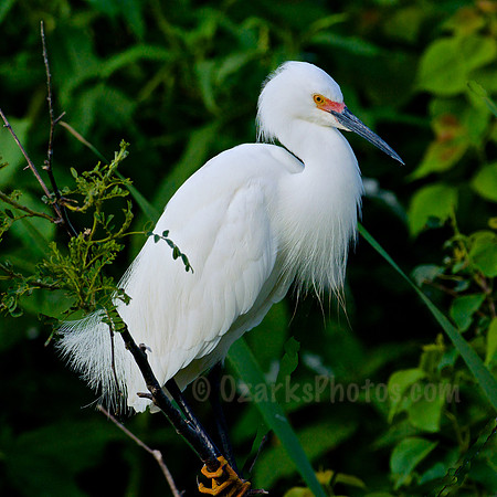 Snowy Egret