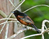 Small Birds