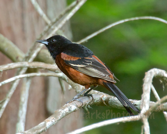 Orchard Oriole