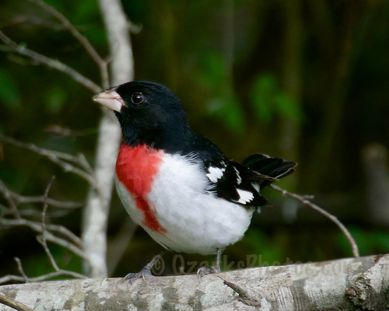 Rose-breasted Grosbeak