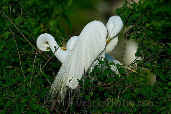 Preening Great Egrets