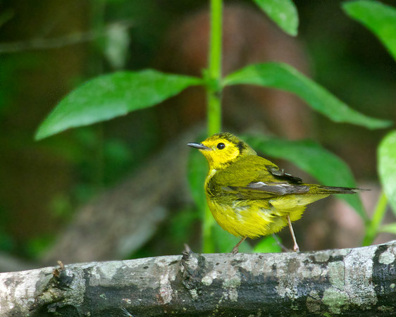 Female Hooded Warbler