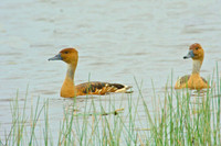 Larger Birds