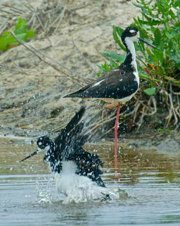 Splash, Splash!