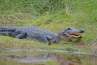 Wild Animals