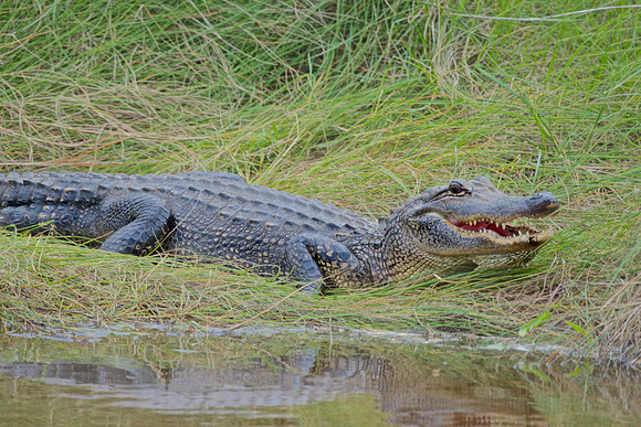 Alligator, Texas Size!