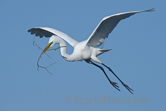 Great Egret with Nesting Material