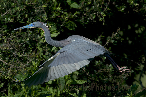 Tricolored Heron in Flight