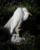 Larger Birds