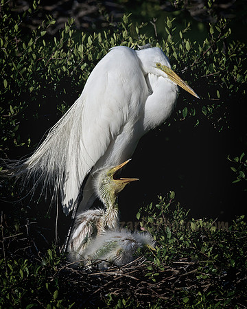 Great Egret and Chicks