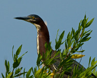 All Bird Images