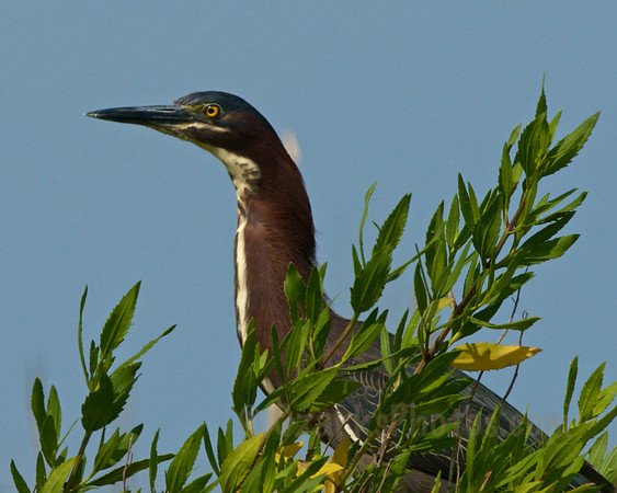 Green Heron