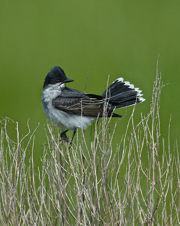 Eastern Kingbird