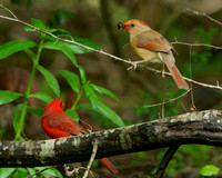 Small Birds