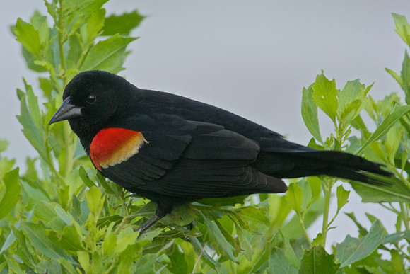 Five Star General Red-winged Blackbird