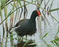 Small Birds