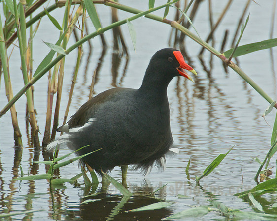 Common Gallinule Calling