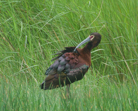 Preening White-faced Ibis