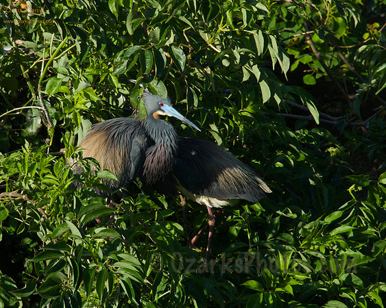 Pair of Tricolored Herons in their habitat
