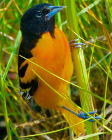 All Bird Images