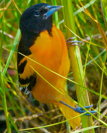 Baltimore oriole, close-up