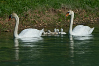 Larger Birds