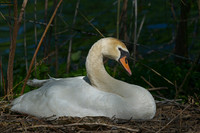 Larger Birds