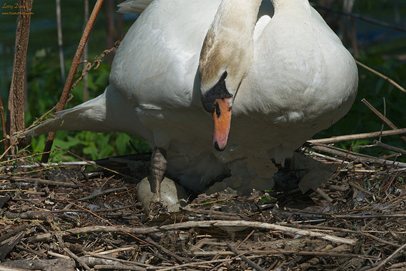 Checking an Egg