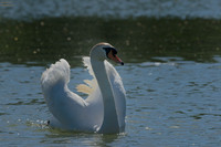 Larger Birds